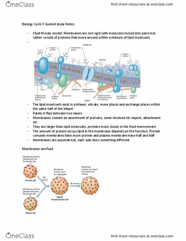 Biology 1002B Chapter Notes - Chapter Cycle 3: Lipid Bilayer, Cell Membrane, Biological Membrane thumbnail